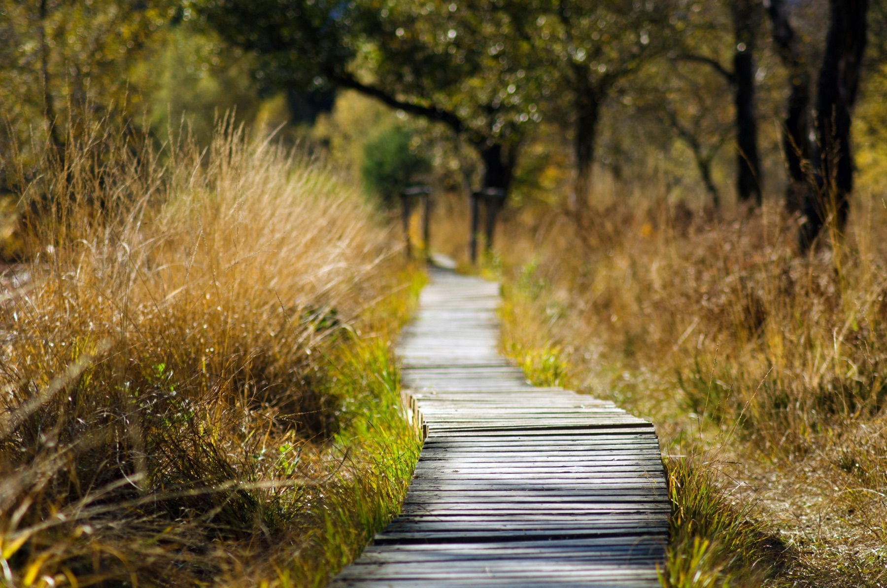 A wooden boardwalk path through tall autumn grass